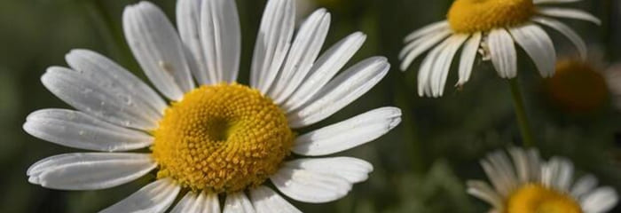 Chamomile Extract