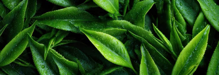 Green Tea Extract