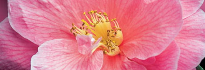 Japanese Camellia Extract