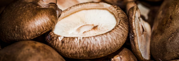 Matsutake Mushroom Extract
