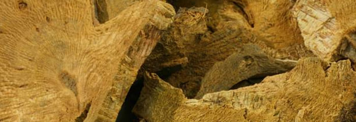 Polygonum Cuspidatum Root Extract