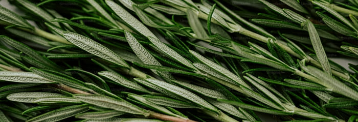 Rosemary Extract