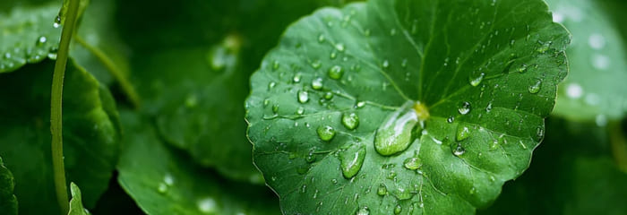 Centella Asiatica
